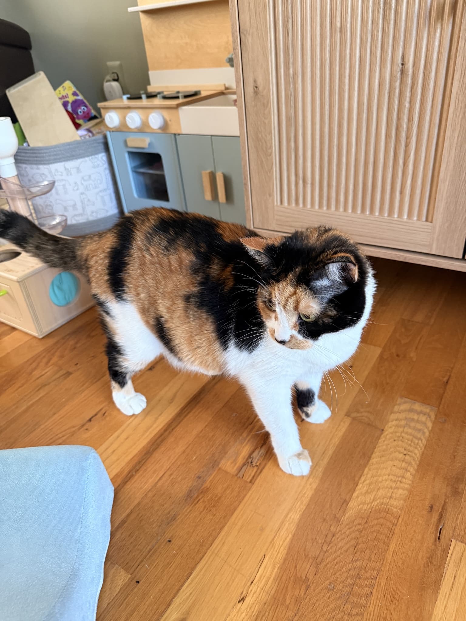 Standing calico with its head turned, showing its white paws, leg patches and orange-and-black flank markings.
