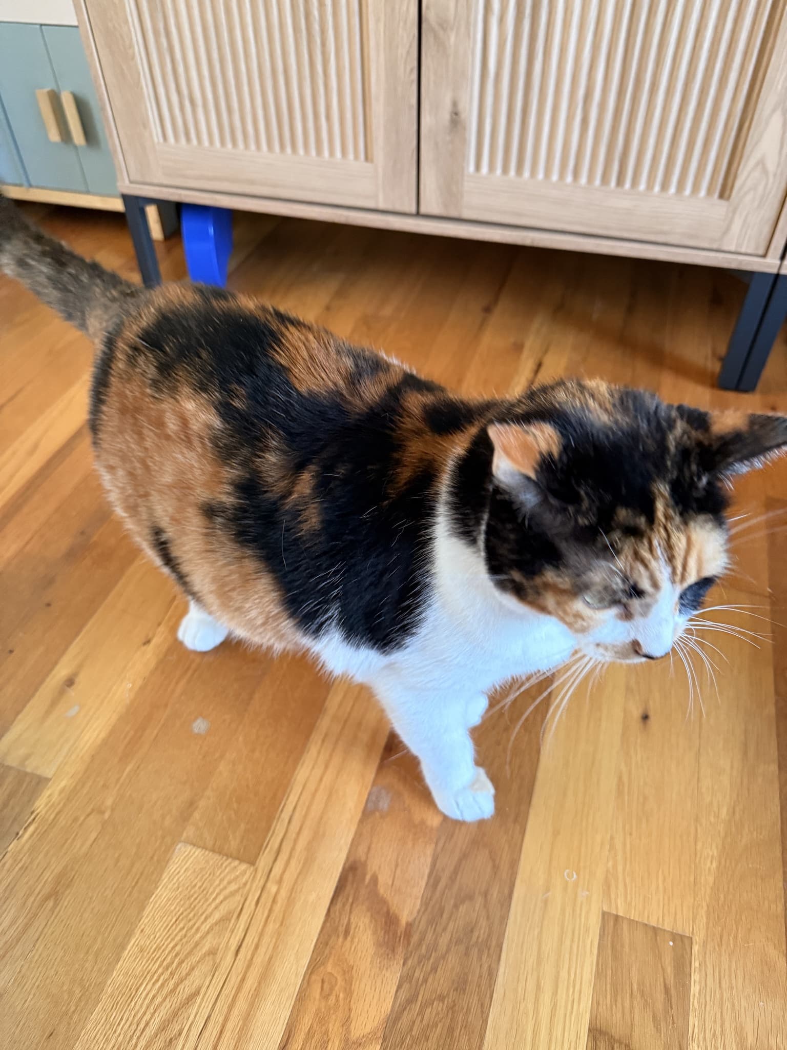 Calico viewed from above and the side, showing orange and black patches across its back and flank.