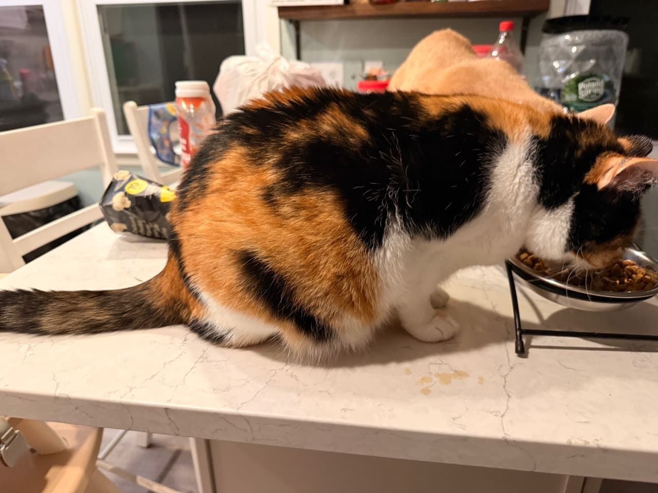 Calico eating from a bowl on a kitchen counter, showing its side profile, white chest and dark tail.