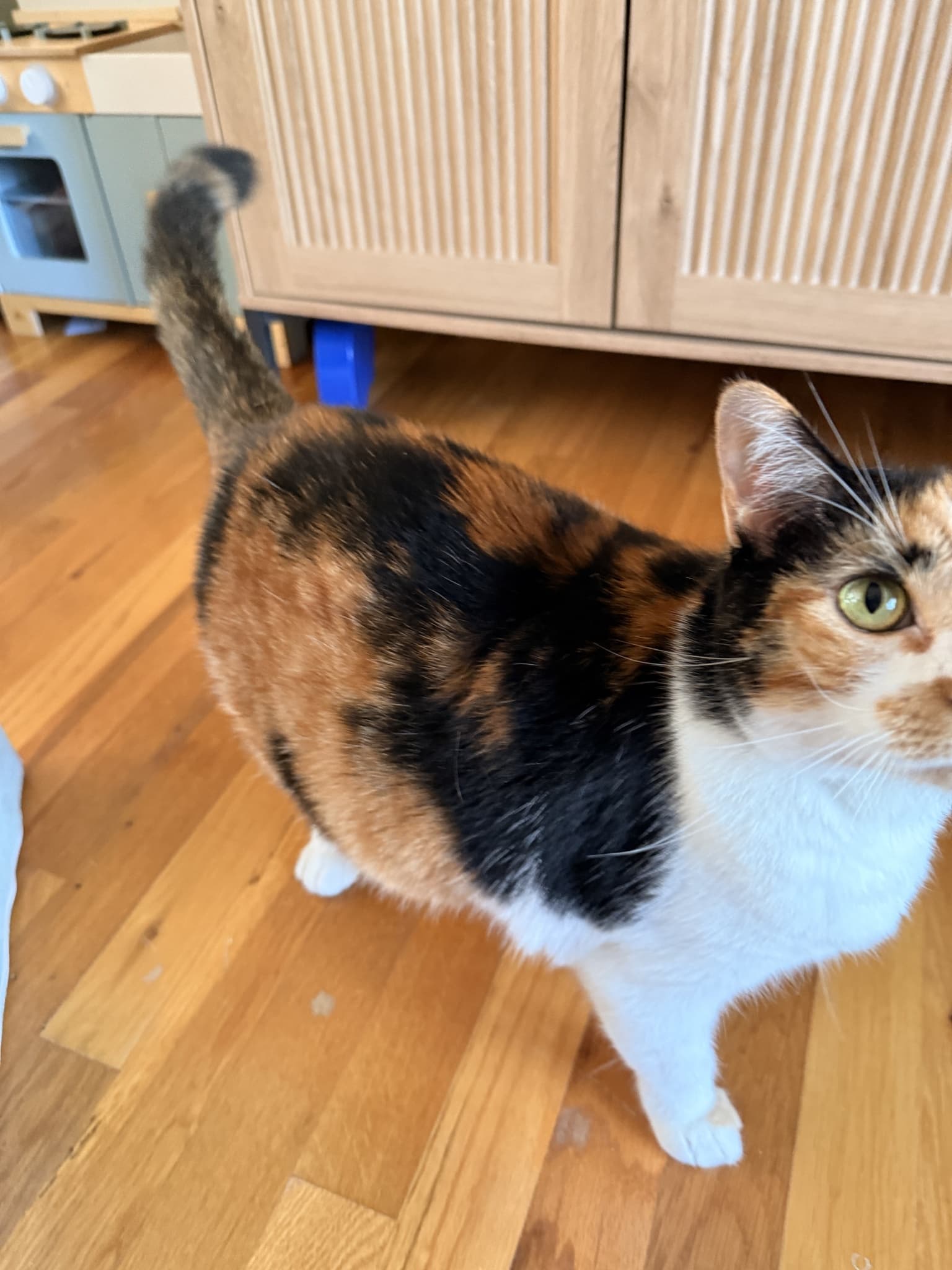 Close side view of the calico showing flank markings and raised tail; part of its face is outside the frame.
