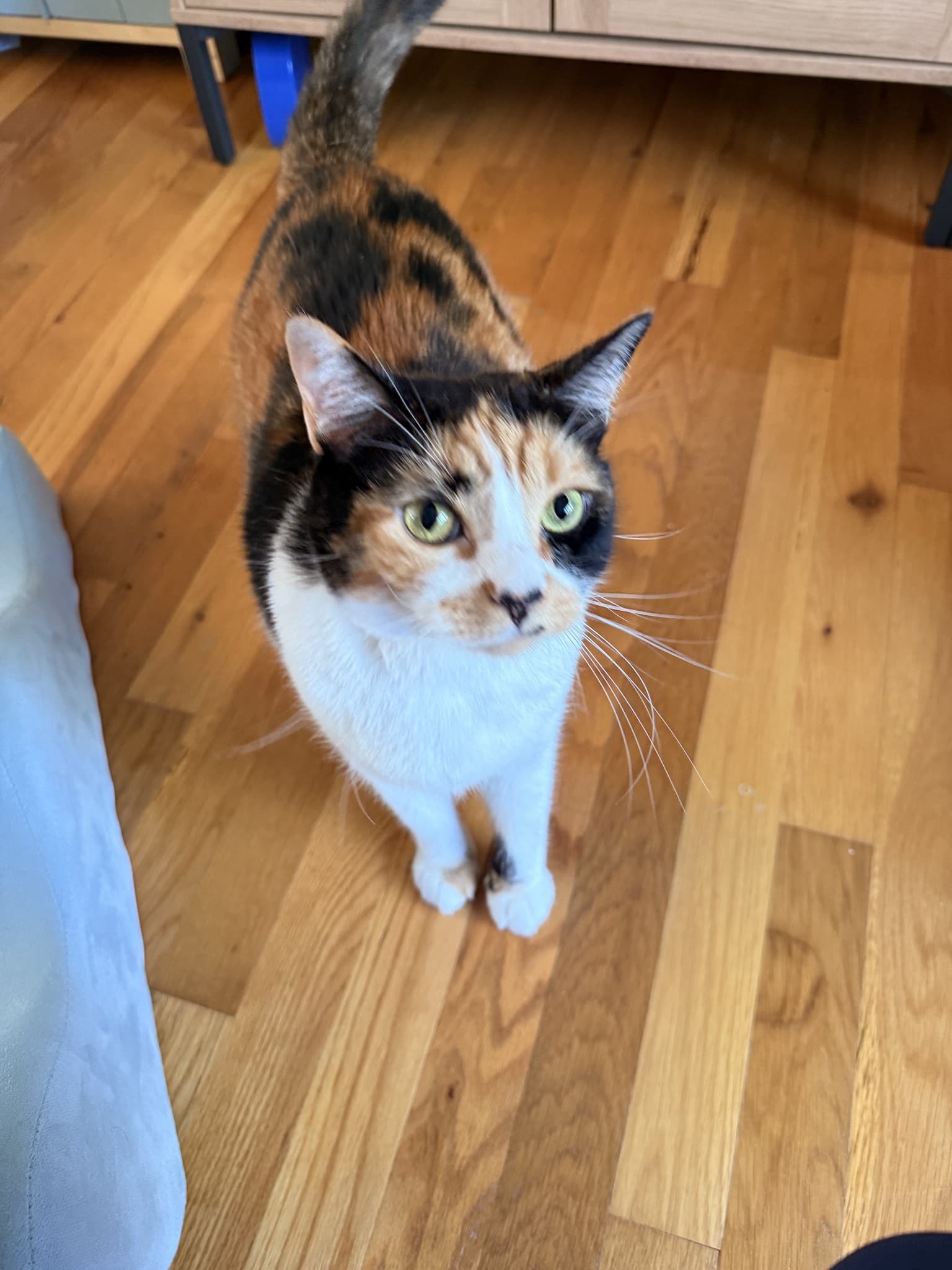 Calico looking up with its head slightly turned, showing asymmetric facial markings and pale green eyes.