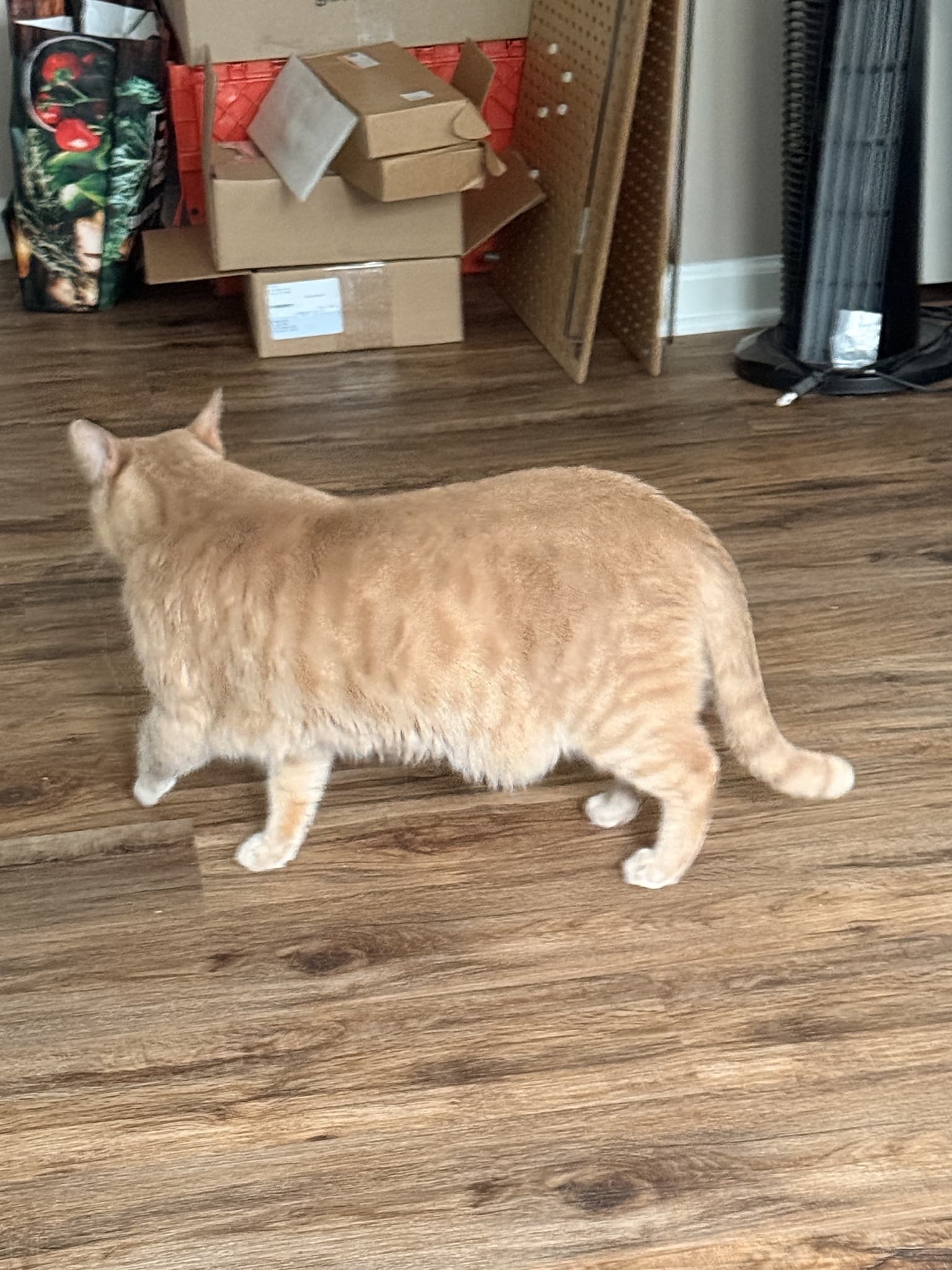 Orange tabby viewed from the side and slightly behind, with its head turned away and tail visible.