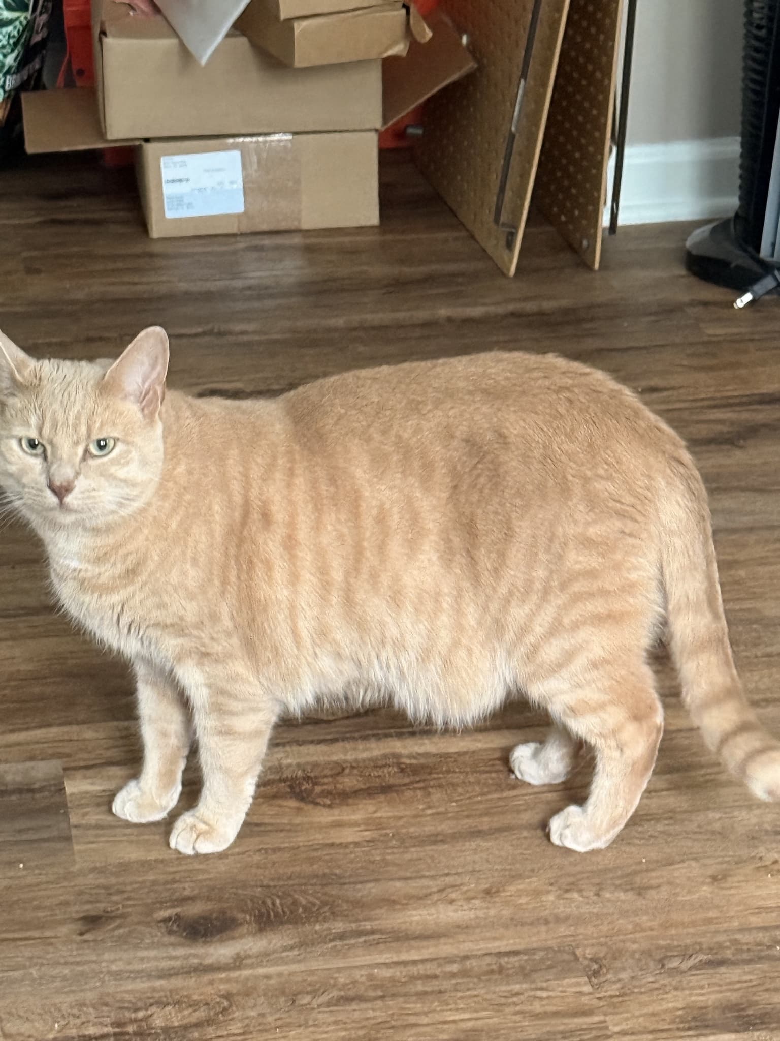 Standing orange tabby showing its rounded torso, flank stripes and legs; part of its head is outside the frame.