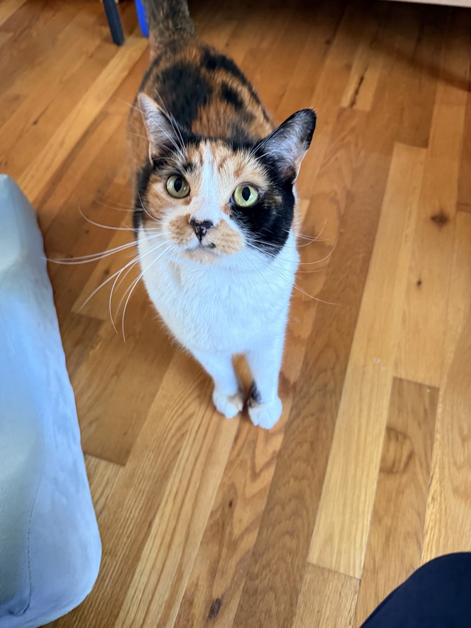 Calico looking up toward the camera, showing its white chest, central facial blaze and black cheek patch.