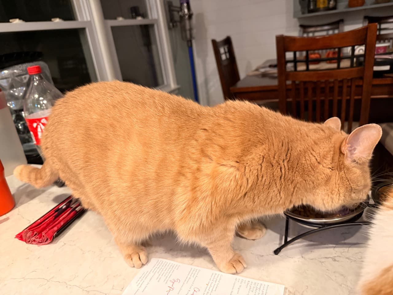 Orange tabby eating from a bowl on a kitchen counter, viewed from the side facing right.