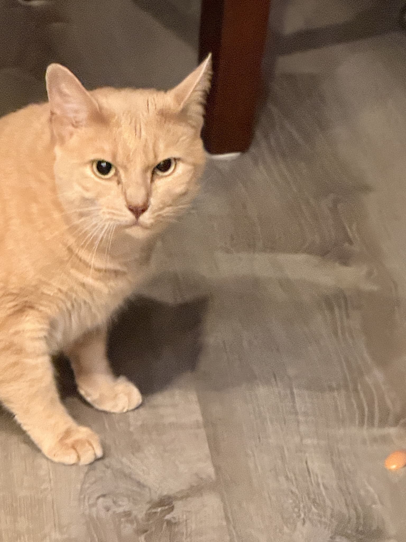 Orange tabby looking toward the camera, showing its face, ears and front paws.