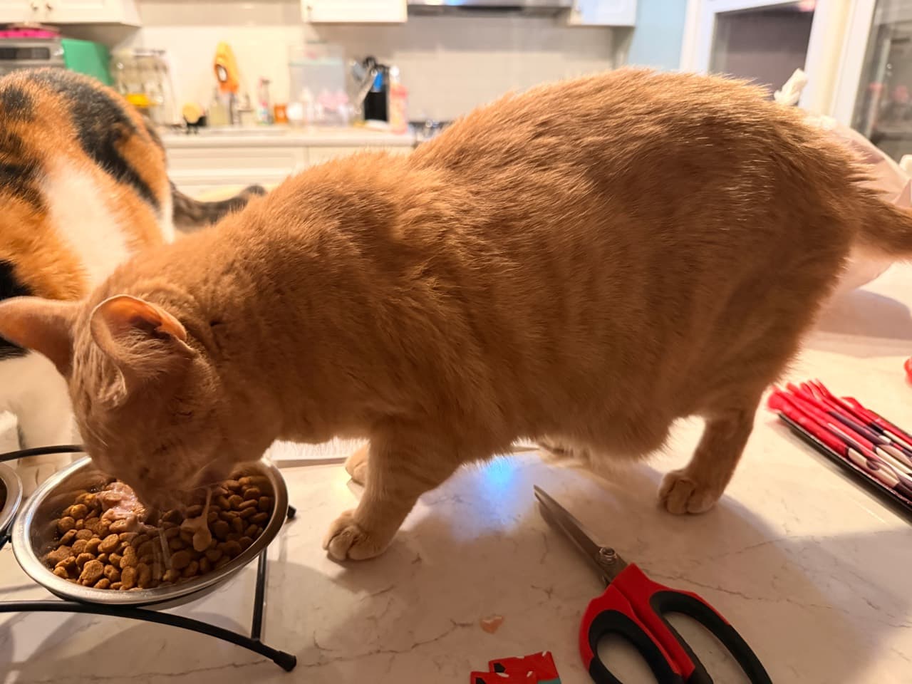 Orange tabby eating from a bowl on a kitchen counter, viewed from the opposite side facing left.