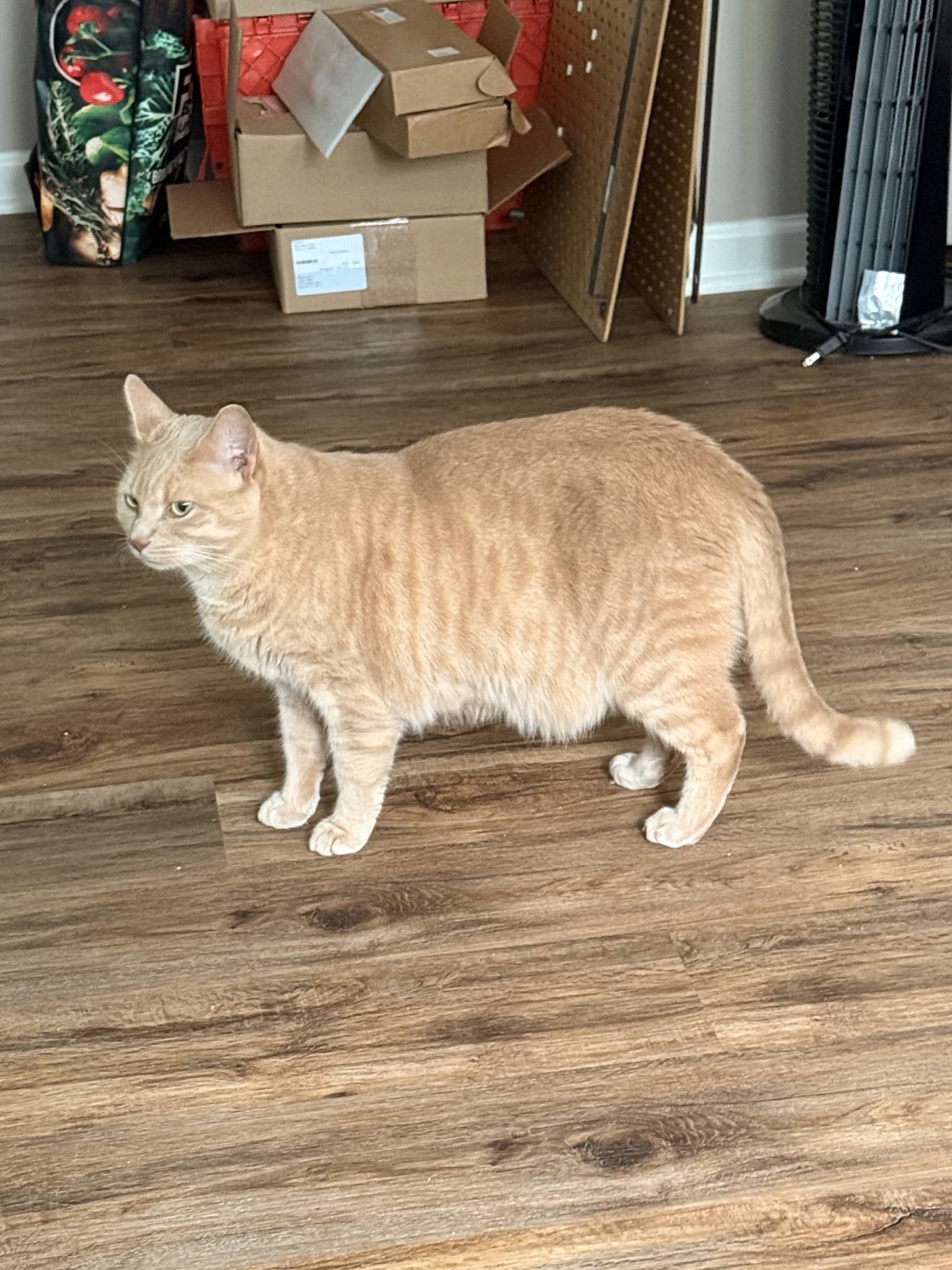 Standing orange tabby viewed from the side, showing its face, belly, legs and curved tail.